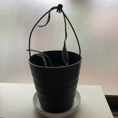 ドラゴンフルーツ植木の画像