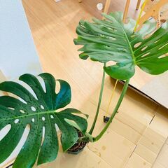 【観葉植物】モンステラ・デリシオーサ（6号スリット鉢）の画像