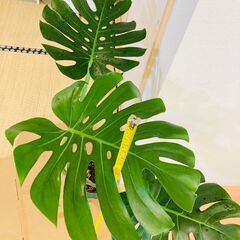 【観葉植物】モンステラ・デリシオーサ（6号スリット鉢）
