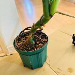 【観葉植物】モンステラ・デリシオーサ（6号スリット鉢）の画像