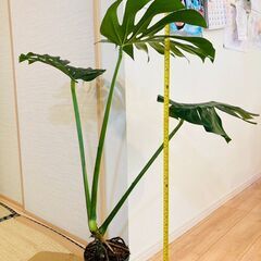 【観葉植物】モンステラ・デリシオーサ（6号スリット鉢）の画像