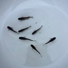 オロチ　メダカの画像