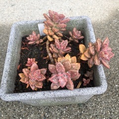 観葉植物