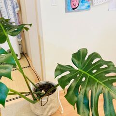 【観葉植物】モンステラ・デリシオーサ（10号スリット鉢）＋訳あり鉢カバー付きの画像