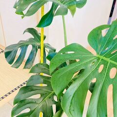 【観葉植物】モンステラ・デリシオーサ（10号スリット鉢）＋訳あり...