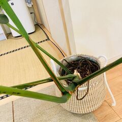 【観葉植物】モンステラ・デリシオーサ（10号スリット鉢）＋訳あり鉢カバー付きの画像