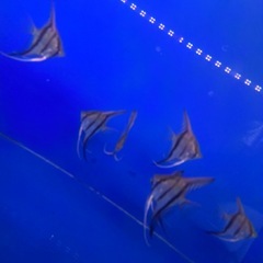 レッドショルダーエンゼルの画像
