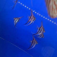 レッドショルダーエンゼル8匹
