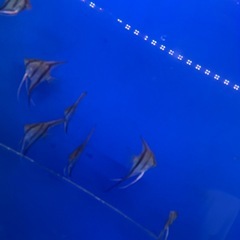 レッドショルダーエンゼルの画像