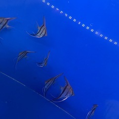 レッドショルダーエンゼルの画像