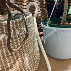 【観葉植物】モンステラ・デリシオーサ（10号スリット鉢）＋訳あり鉢カバー付きの画像