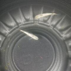 5/25めだか販売の画像