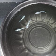 5/25めだか販売の画像