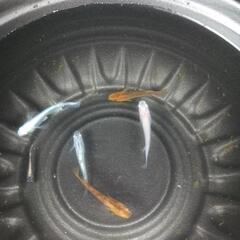 5/25めだか販売の画像