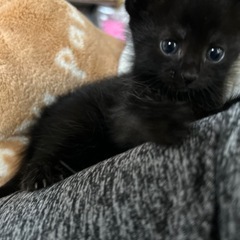 黒虎猫ちゃん・女の子