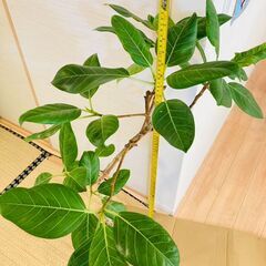 【観葉植物】フィカス・アルテシマ（7号鉢）の画像