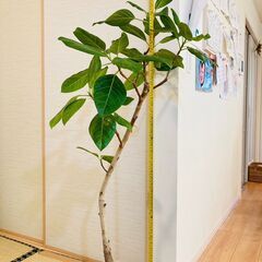 【観葉植物】フィカス・アルテシマ（7号鉢）
