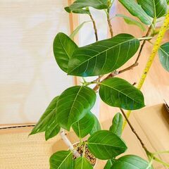 【観葉植物】フィカス・アルテシマ（7号鉢）の画像