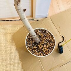 【観葉植物】フィカス・アルテシマ（7号鉢）の画像