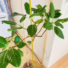 【観葉植物】フィカス・アルテシマ（7号鉢）の画像