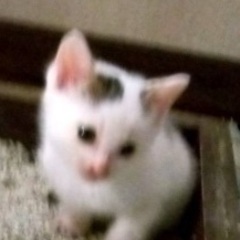 保護した母猫と仔猫3匹