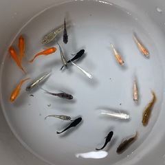 メダカ❗️ビオトープセット❗️20匹