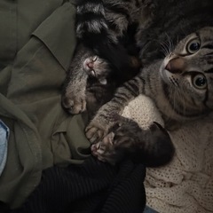 5/23産まれ猫ちゃん