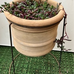 多肉植物🪴　ルビーネックレスの画像