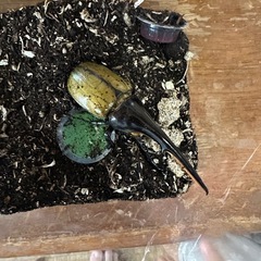 ヘラクレスオオカブトの画像