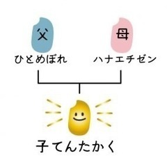 米　単一原料米(てんたかく)10kg
