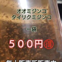 大特価ミジンコ🉐🉐養魚場直送　無人販売所　タイリクミジンコ、オオ...