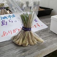 農家直売の島らっきょう