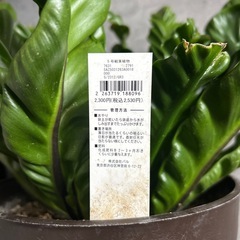 観葉植物の画像