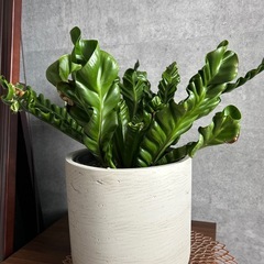 観葉植物の画像