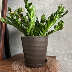 観葉植物の画像