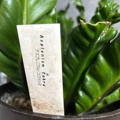 観葉植物の画像