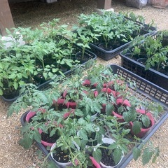 中玉トマト🍅リコピンポン わき芽苗🌱②
