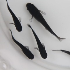 オロチメダカ5匹❶
