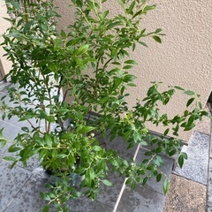 ブルーベリー　ピンクレモネード　ハイブリッド系、苗木（価格変更•スリット鉢付き）の画像