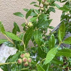 ブルーベリー　ピンクレモネード　ハイブリッド系、苗木（価格変更•スリット鉢付き）の画像