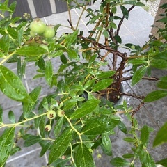 ブルーベリー　ピンクレモネード　ハイブリッド系、苗木（価格変更•スリット鉢付き）の画像