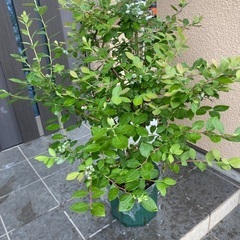 ブルーベリー　マグノリア　サザンハイブッシュ系、苗木（スリット鉢付き）の画像