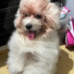 マルチーズ