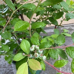 ブルーベリー　マグノリア　サザンハイブッシュ系、苗木（スリット鉢付き）の画像