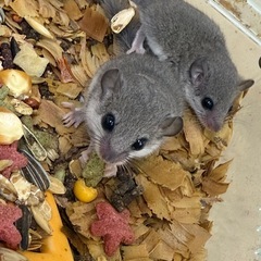 アフリカヤマネベビー