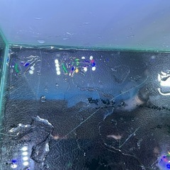 透明なガラス水槽と5wのLEDライトがセット。の画像