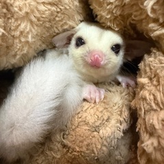 フクロモモンガベビー