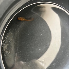 メダカ各種