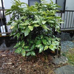 庭木　アオキ