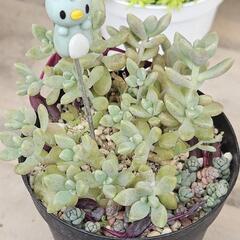 多肉植物　姫秀麗(かっぱ)